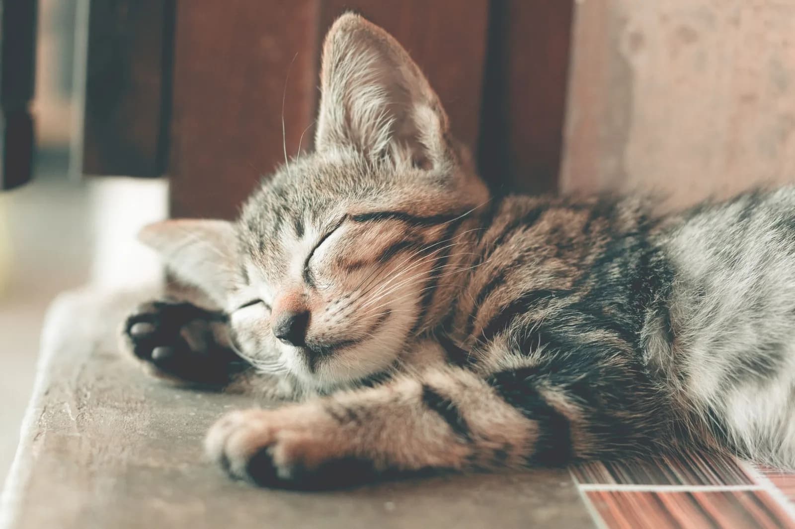 Gato castanho com olhos verdes a olhar para a câmara