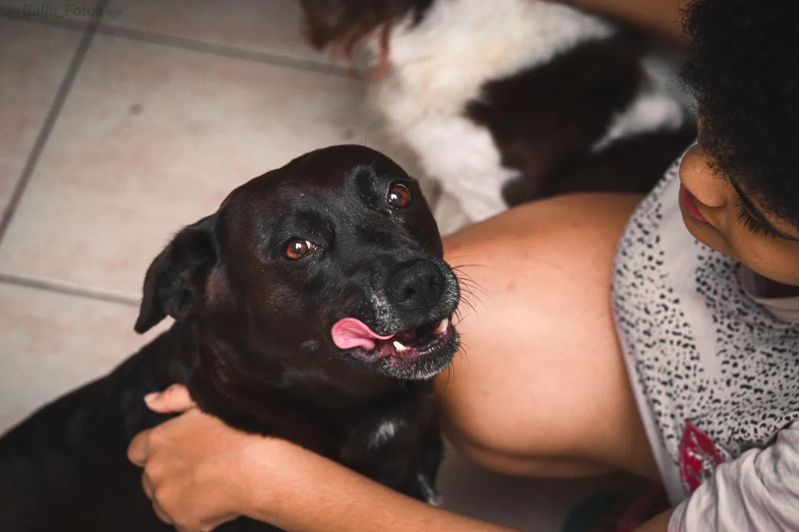 golpe de calor em cães: como reconhecer, prevenir e agir a tempo