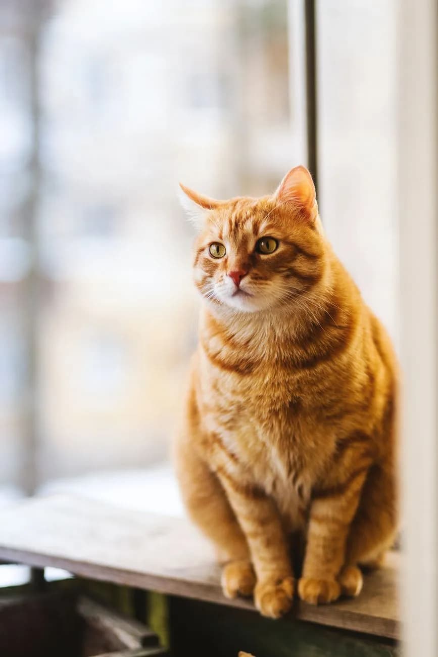 Gato laranja deitado num apartamento moderno