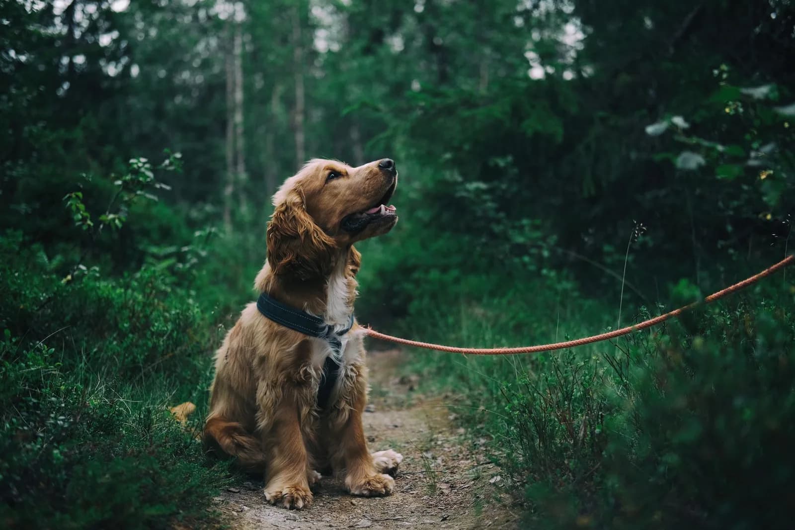 Cão com expressão ansiosa deitado no chão