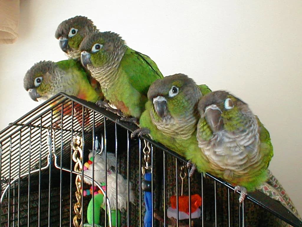 Fotografia de Conure-de-Pyrrhura