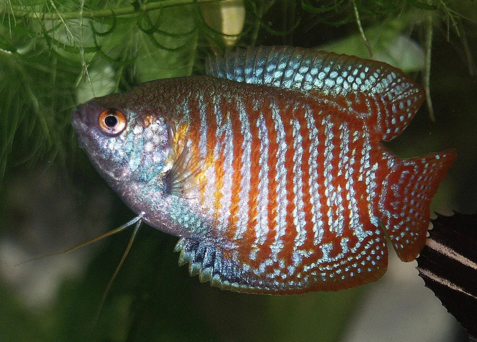 Fotografia de Gourami-Anão