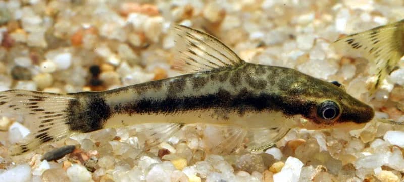 Fotografia de Otocinclus