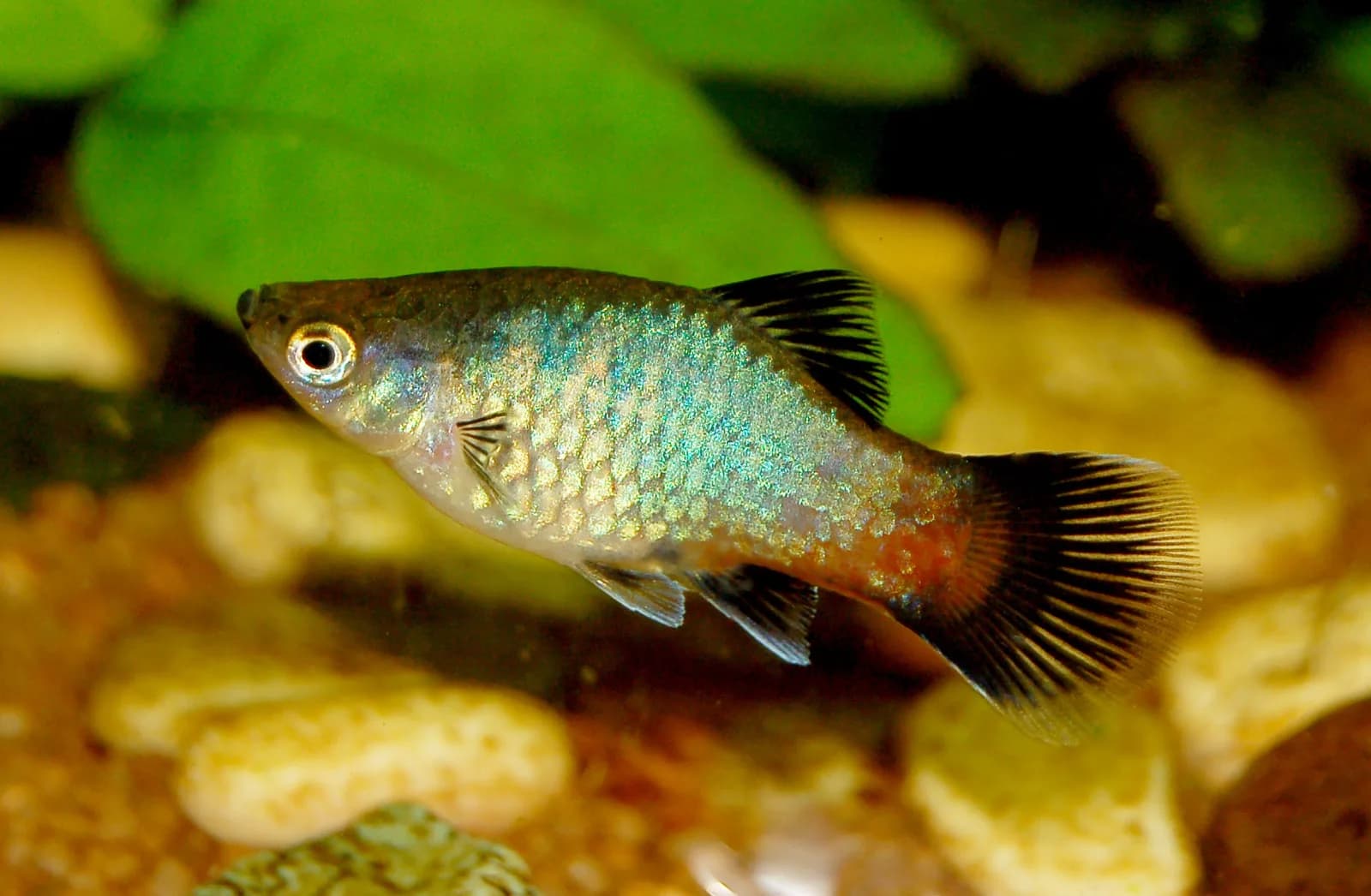 Fotografia de Platy