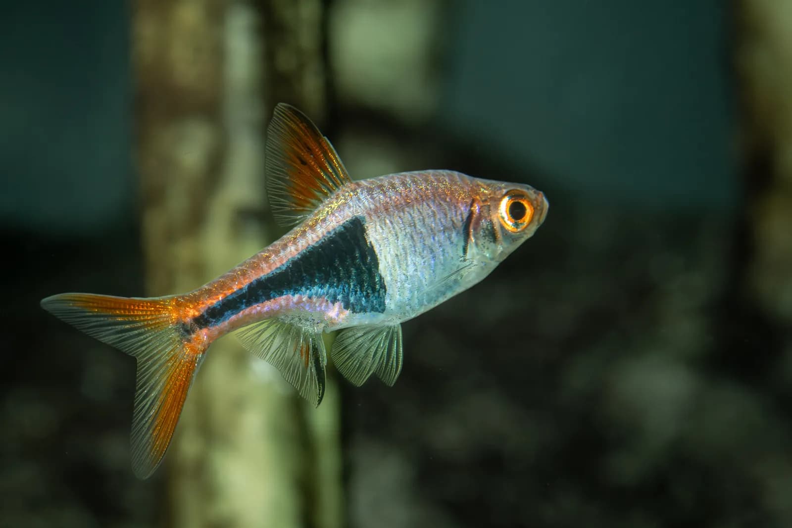 Fotografia de Rasbora-Arlequim