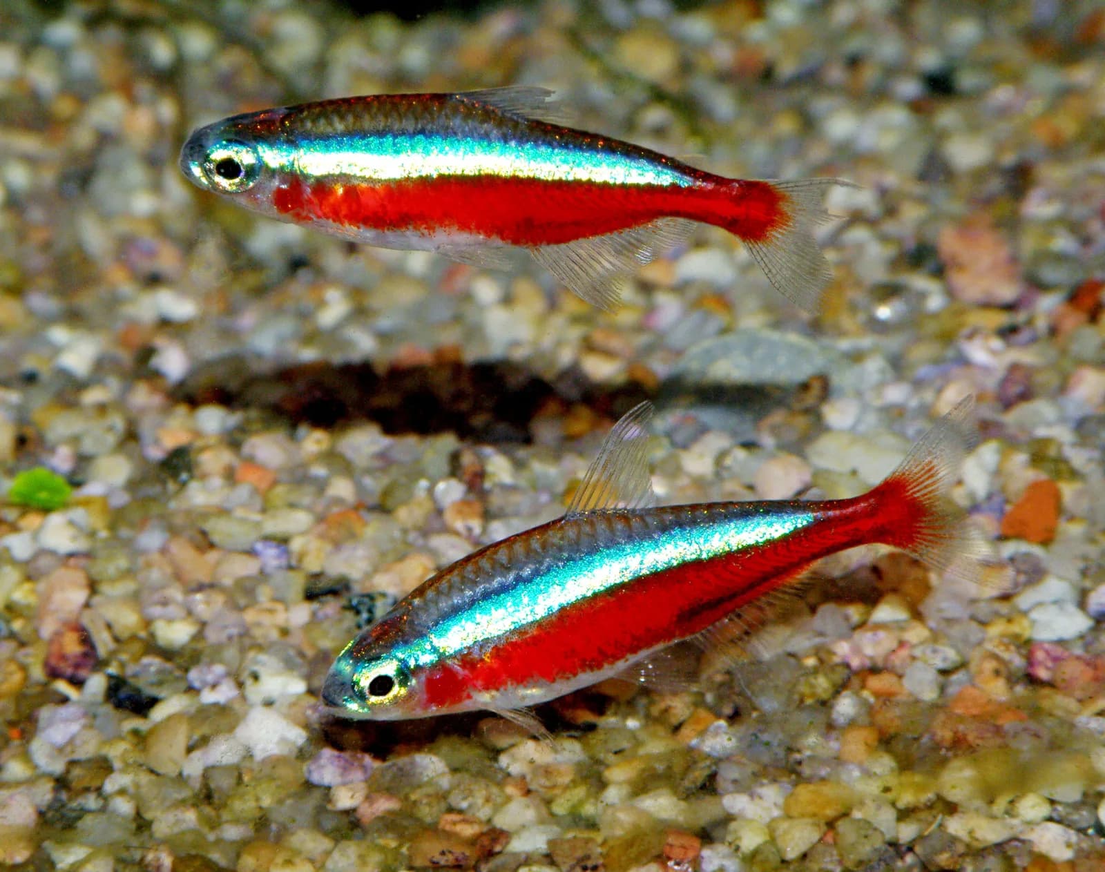 Fotografia de Tetra-Cardeal