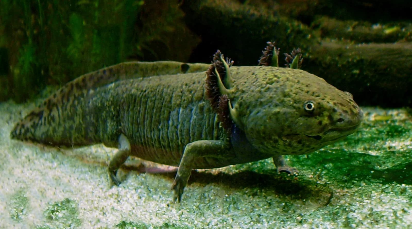 Fotografia de Axolote