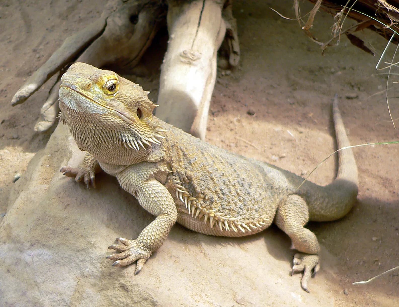 Fotografia de Dragão-Barbudo
