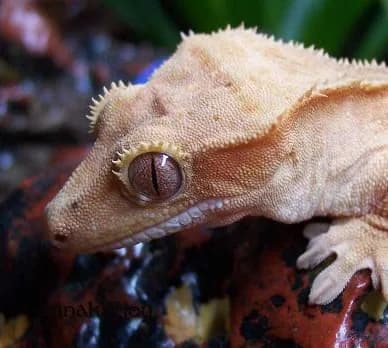 Fotografia de Gecko-Crestado