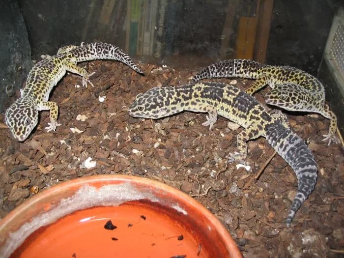 Fotografia de Gecko-Leopardo