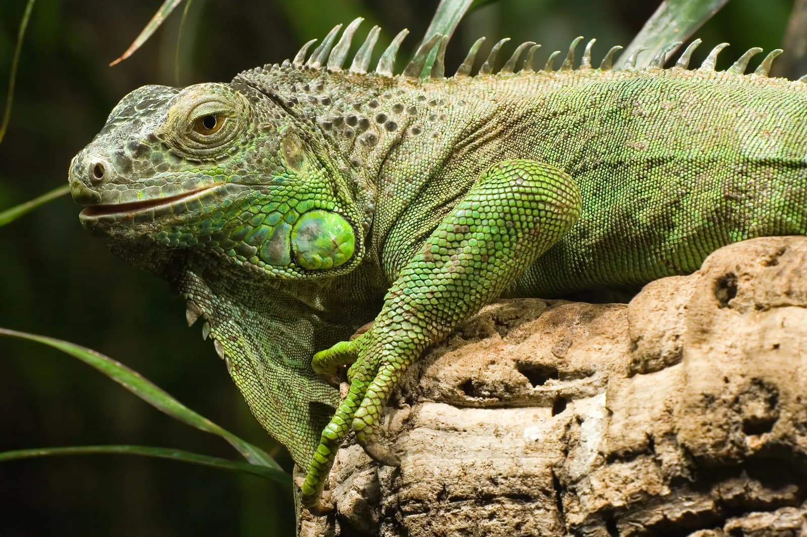 Fotografia de Iguana-Verde