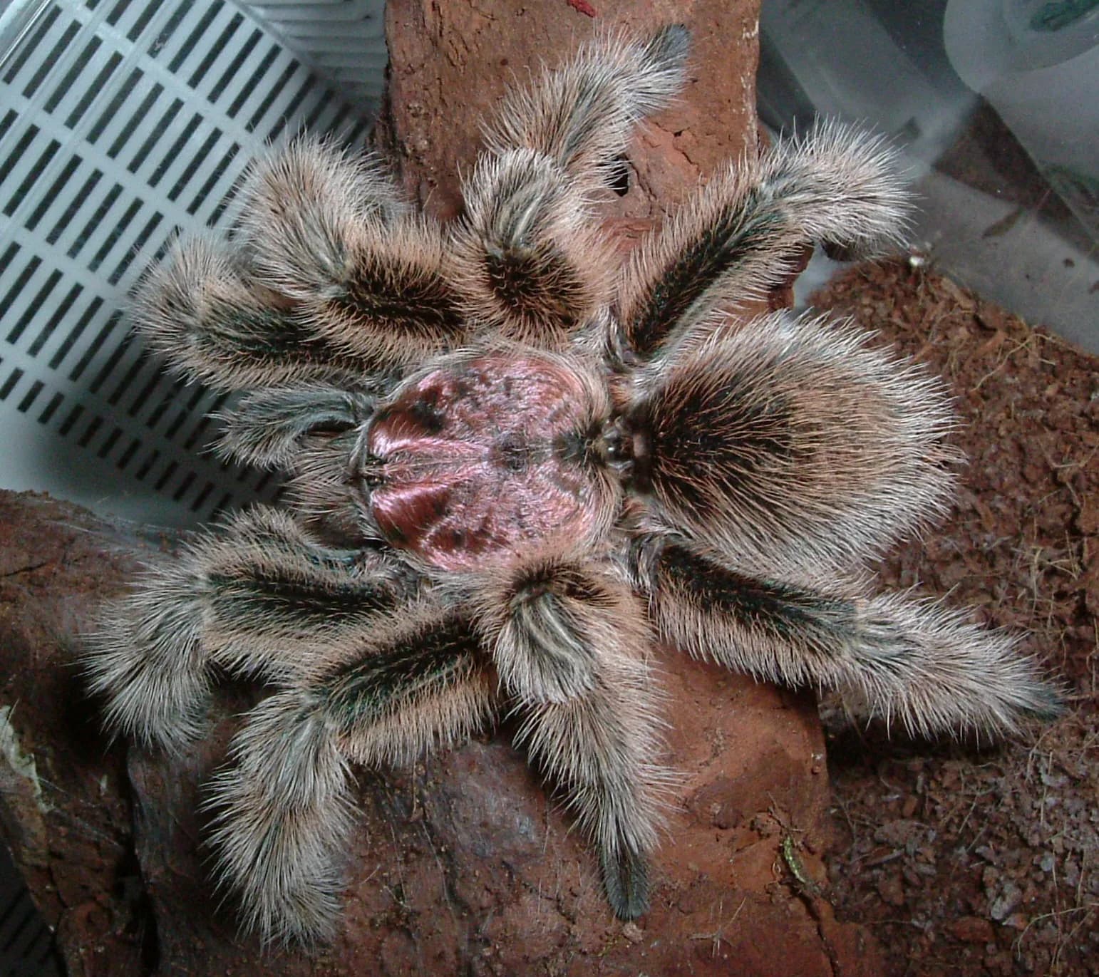 Fotografia de Tarântula-Rosa-Chilena