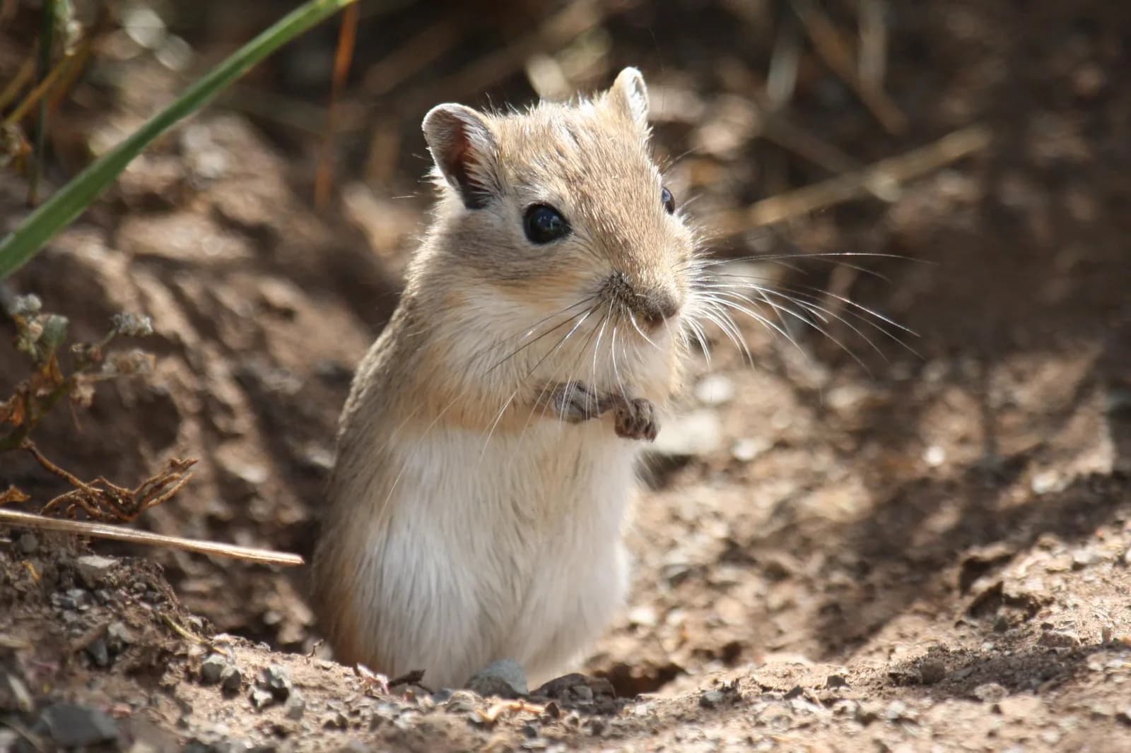 Fotografia de Gerbil-da-Mongólia