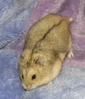 Fotografia de Hamster-Anão-Russo