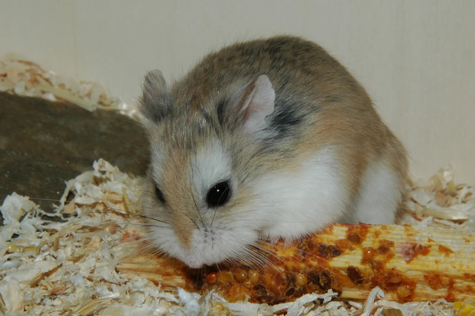Fotografia de Hamster-de-Roborowski