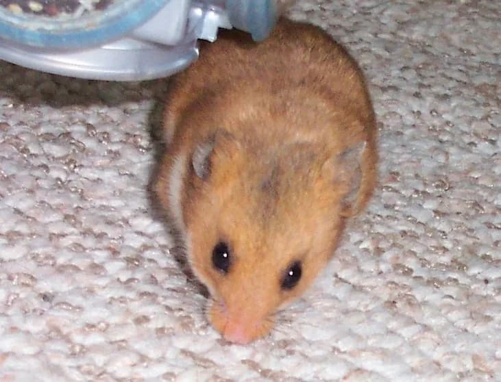 Fotografia de Hamster-Sírio