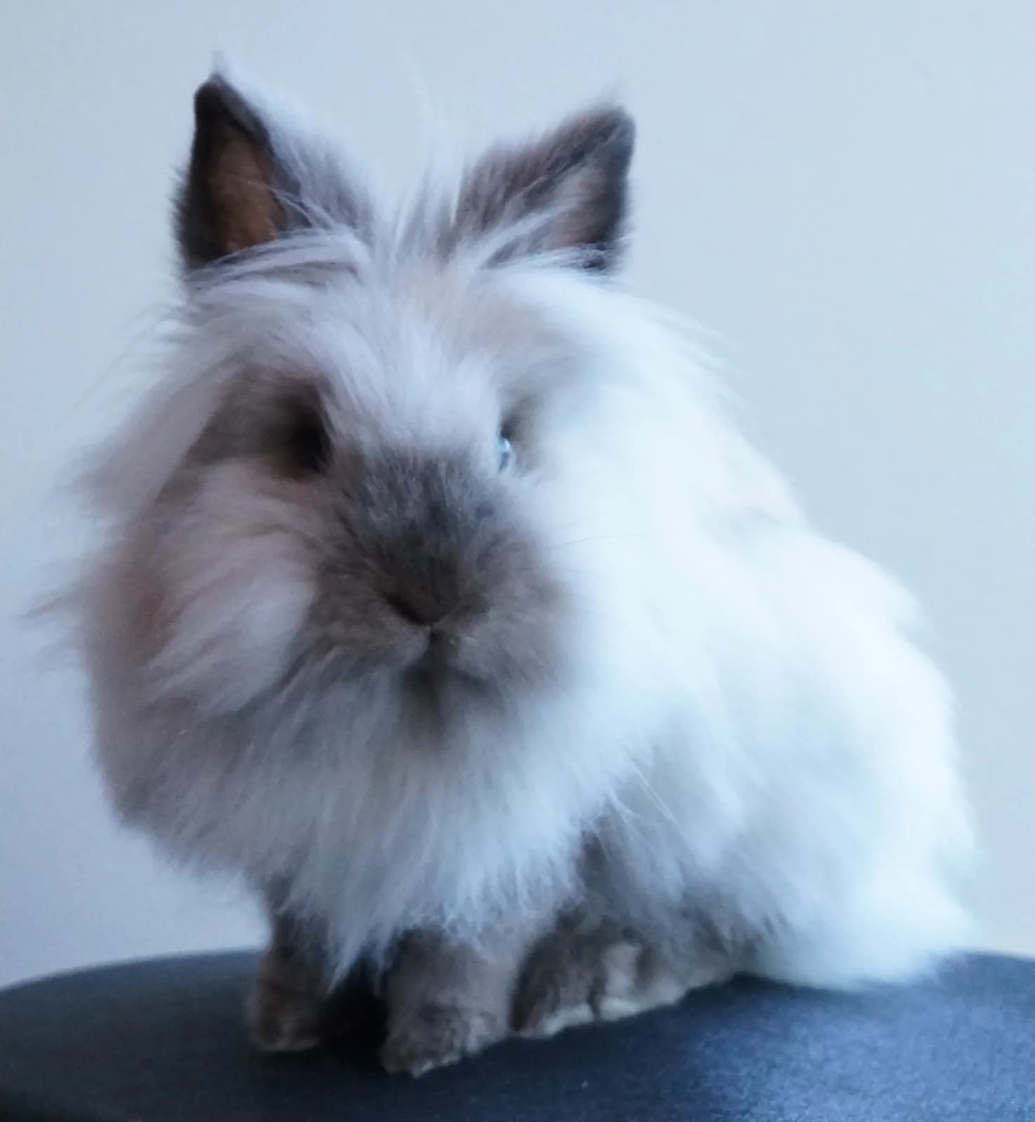 Fotografia de Coelho Lionhead