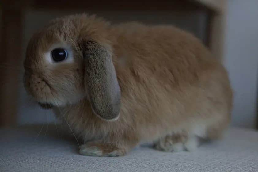 Fotografia de Mini Lop